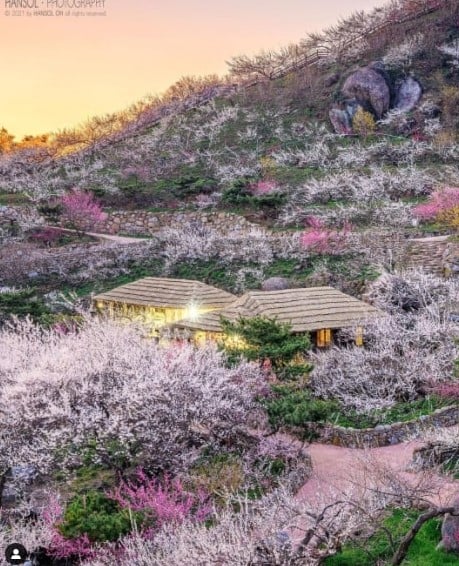 best place to visit in korea during spring